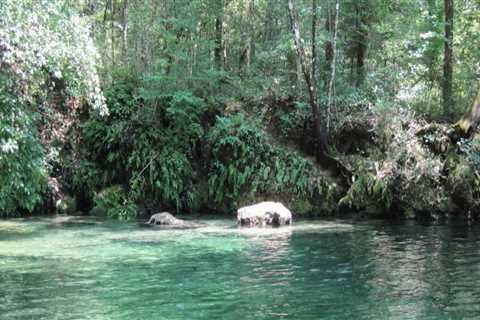 Exploring the Rivers and Attractions Near Panama City, Florida