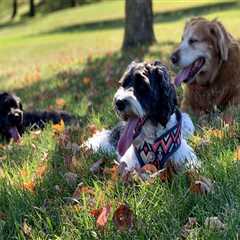 The Ultimate Guide to Dog-Friendly Eateries in Central Virginia