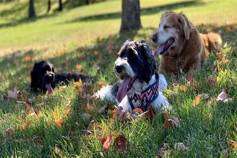 The Ultimate Guide to Dog-Friendly Eateries in Central Virginia
